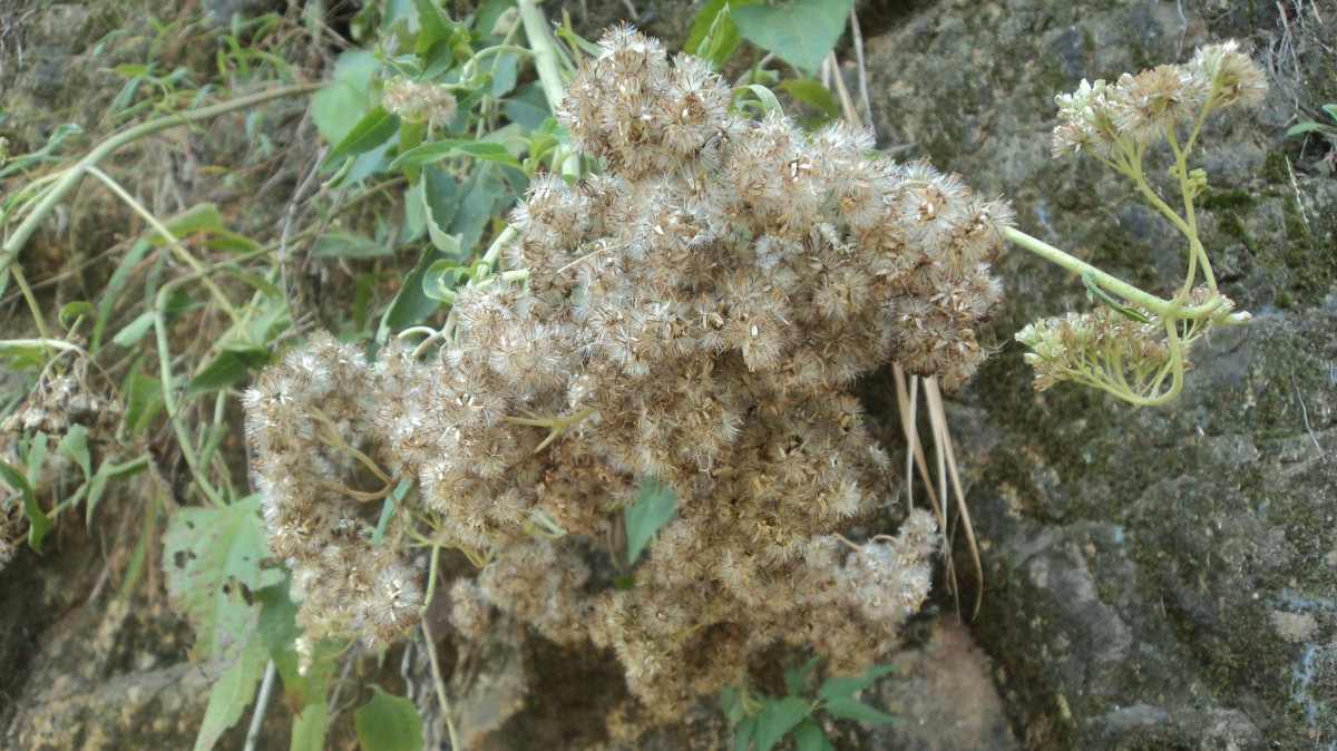 Austroeupatorium inulifolium (Kunth) R.M.King & H.Rob.